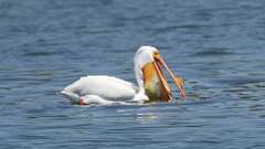 13: American white pelican 0C3_1041