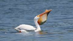 14: American white pelican 0C3_1060