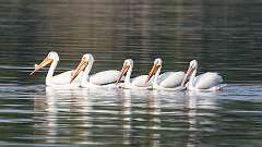 4: pelicans 0C3_1061