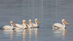 5: pelicans 0C3_1156