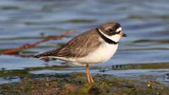 24: Semipalmated Plover 0C3_0646