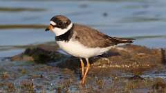 25: Semipalmated Plover 0C3_0700
