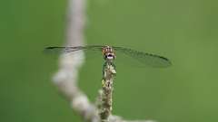 9: female Blue Dasher dragonfly  0C3_0523