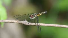 10: female Blue Dasher dragonfly 0C3_0457