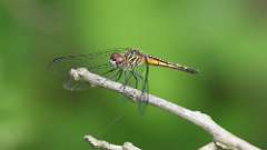 11: female Blue Dasher dragonfly 0C3_0493