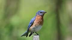 10: Eastern Bluebird 0C3_0364