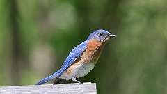 13: Eastern Bluebird 0C3_0403
