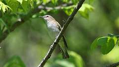 19: Red-eyed Vireo 0C3_0103