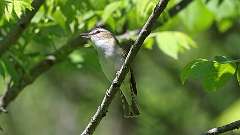 20: Red-eyed Vireo 0C3_0136