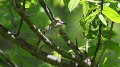 21: Red-eyed Vireo 0C3_0160