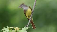 1: Great Crested Flycatcher 0C3_0299