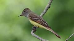 2: Great Crested Flycatcher 0C3_0326