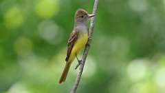 3: Great Crested Flycatcher 0C3_0368