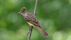 4: Great Crested Flycatcher 0C3_0383