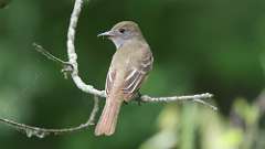 5: Great Crested Flycatcher 0C3_0497