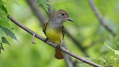 6: Great Crested Flycatcher 0C3_0665