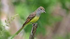 11: Great Crested Flycatcher 0C3_0740