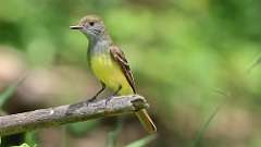 10: Great Crested Flycatcher 0C3_0803