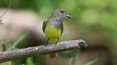 7: Great Crested Flycatcher 0C3_0860