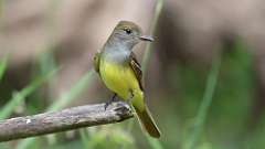 8: Great Crested Flycatcher 0C3_0910