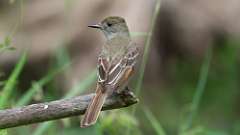 9: Great Crested Flycatcher 0C3_0917