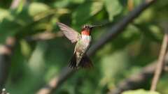 5: ruby-throated hummingbird 0C1_4550