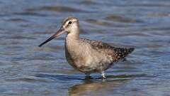 5: Hudsonian Godwit 5M2_3594