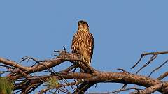 13: Merlin 5M2_2679