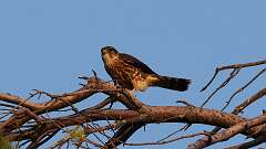 15: Merlin 5M2_2935