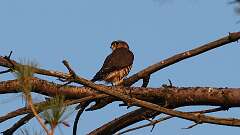 16: Merlin 5M2_2962