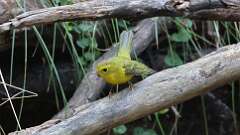 22: Wilsons Warbler 5M2_0336