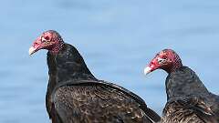 9: Turkey Vulture 5M2_0467