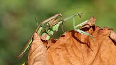 1: mantis 5M2_1614