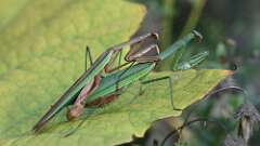 3: mantis 5M2_2058