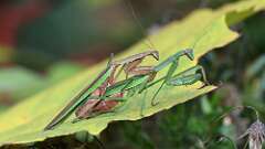 4: mantis 5M2_2205