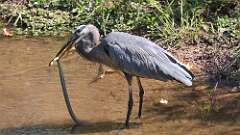 6: blue heron with snake 5M2_0976