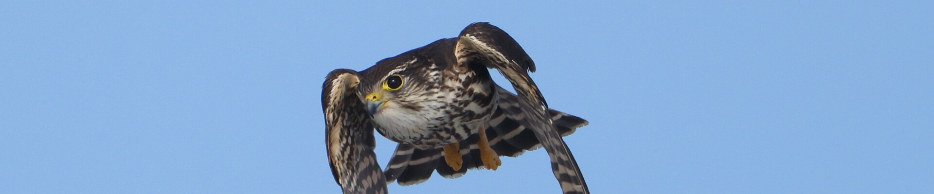 Click to show or hide the buttons