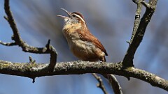 1: Carolina wren 5M2_0231