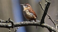 2: Carolina wren 5M2_0267