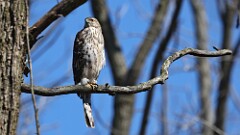 3: Coopers hawk 5M2_0285