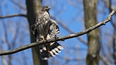 4: Coopers hawk 5M2_0330