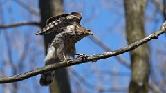 5: Coopers hawk 5M2_0339