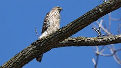 6: Coopers hawk 5M2_0400