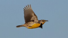 7: Eastern meadowlark 5M2_0823