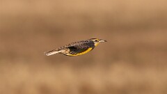 9: Eastern meadowlark 5M2_0886