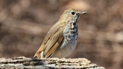 10: Hermit thrush 5M2_0165