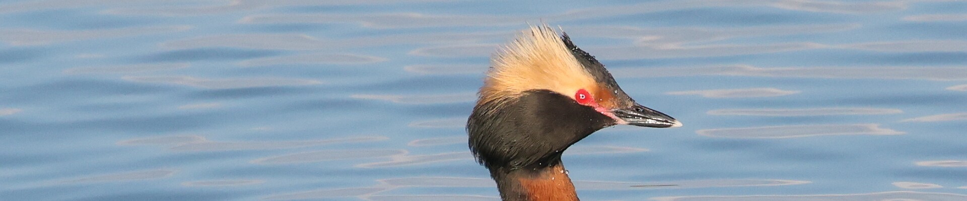 Click to show or hide the buttons