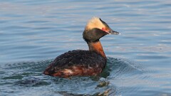 1: Horned grebe 5M2_0337