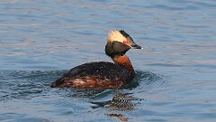 2: Horned grebe 5M2_0406