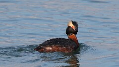 3: Horned grebe 5M2_0411